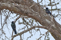 Phoeniculus purpureus